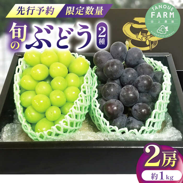 【ふるさと納税】【2024年先行予約】【限定数量】ぶどう 2種 計2房 ( シャインマスカット 1房 ピオーネ 富士の輝 BKシードレス の中から1房 )【田上農園】[YBY002]