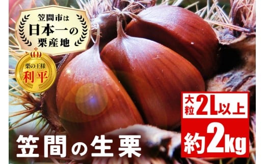 生栗 2kg 利平 栗 くり 国産  2L サイズ 以上 大きい 大粒 取り寄せ 笠間 茨城 和栗 甘栗 低温熟成 ギフト プレゼント 秋 旬 おやつ スイーツ 果物 フルーツ  栗ご飯 栗きんとん 栗おこわ 冷蔵 栗生産量 日本一 いばらき