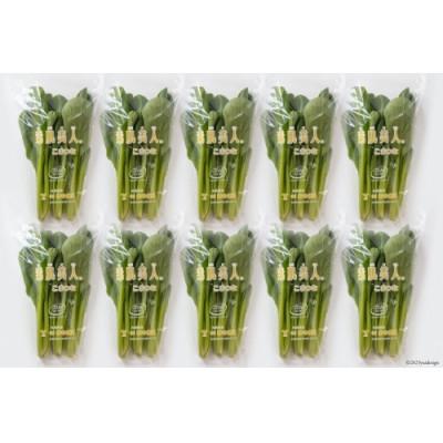 ふるさと納税 島原市 【毎月定期便】産地直送　小松菜　10束全3回 |  | 01