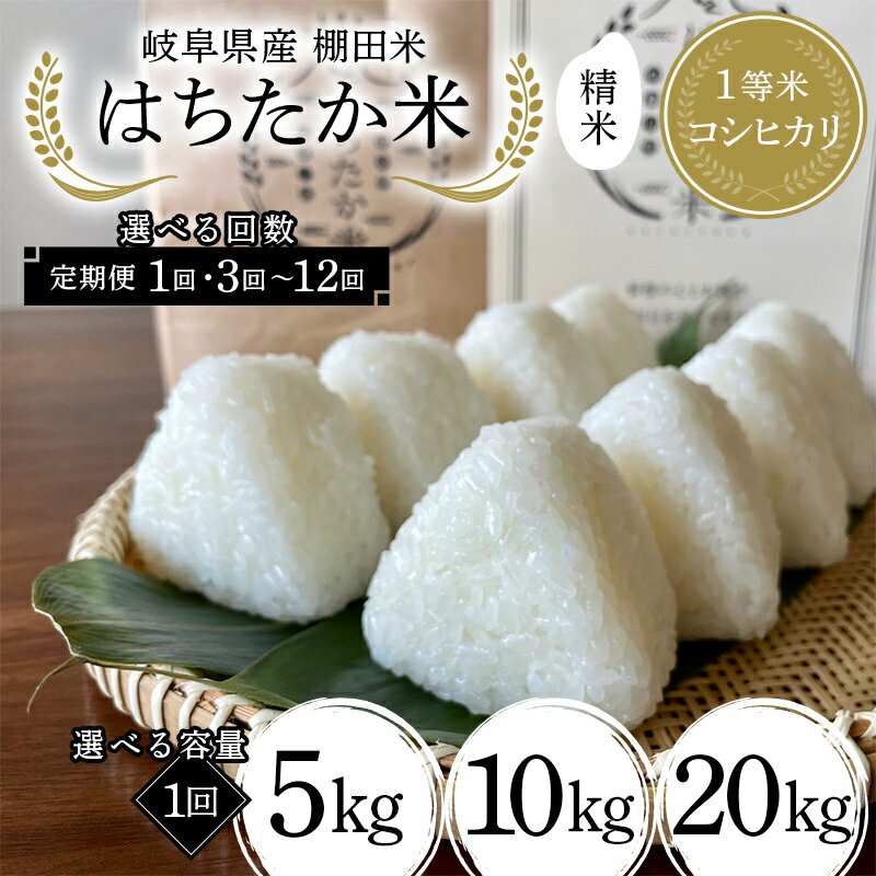 【ふるさと納税】＼選べる容量・回数／岐阜県産 棚田米 1等米コシヒカリ はちたか米 精米 5kg 10kg 20kg 1回 3～12回 F4N-2576var