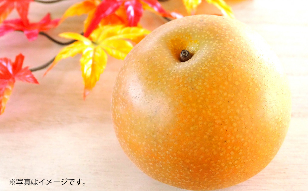 
            吉野梨 秋月 約5kg 【2025年8月上旬発送開始】 なし ナシ 梨 秋月梨 果物 くだもの フルーツ 熊本県産 
          