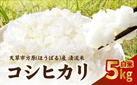 S150-003_天草市方原産　白米（コシヒカリ）5キロ【先行受付】