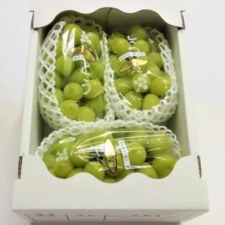 生産者直送!　シャインマスカット　約1.6kg【配送不可地域：離島】【1186896】