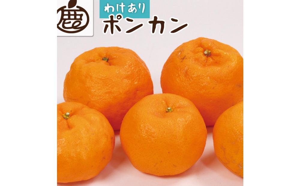 ［先行予約］家庭用 ポンカン2.5kg+250g（傷み補償分）［IKE23］ 303446_BB97368