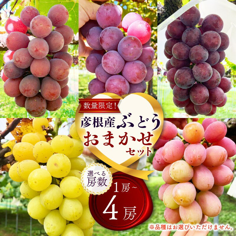 【ふるさと納税】 【先行予約 期間限定】 ぶどう 詰め合わせ 選べる容量 1～5房 約700~2.7kg 食べ比べ ピオーネ 藤稔 紅伊豆 安芸クイーン 多摩ゆたか ゴルビー 果物 くだもの フルーツ デザート ブドウ 詰合せ 食べ比べ ギフト 品種おまかせ 夏 秋 7年 8月 9月 滋賀 彦根