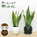 【ふるさと納税】観葉植物 サンスベリア ボール型 陶器鉢 【選べる鉢色：白 or 黒】 / 観葉 植物 インテリア おしゃれ プレゼント / 大村市 / 琴花園[ACYK016]