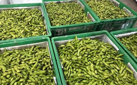 【テレビで話題！】兵庫の新品種黒枝豆 ひかり姫 兵庫県 万願寺産 1.5kg 野菜 国産野菜 大粒 甘味 コク 秋の味覚 旬の野菜 産地直送 つまみ
