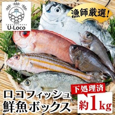 ふるさと納税 肝付町  漁師厳選!ロコフィッシュ(地魚) 下処理済 鮮魚 ボックス(約1kg)　P78001
