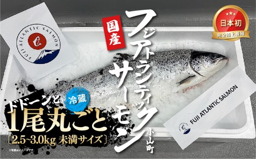 日本初 完全陸上養殖 静岡県小山町産 フジアトランティックサーモン 冷蔵 1尾 丸ごと（ 2.5 ～ 3.0kg未満サイズ ） | サーモン 一尾 一匹 アトランティックサーモン 刺身 海鮮丼 鮭 養殖 国産 静岡県 小山町