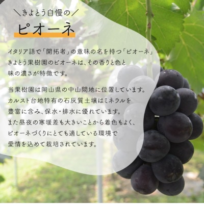 【2026年先行予約】ピオーネ 甘さも濃厚 大サイズ2房入 家庭用(岡山県産)【配送不可地域：離島】