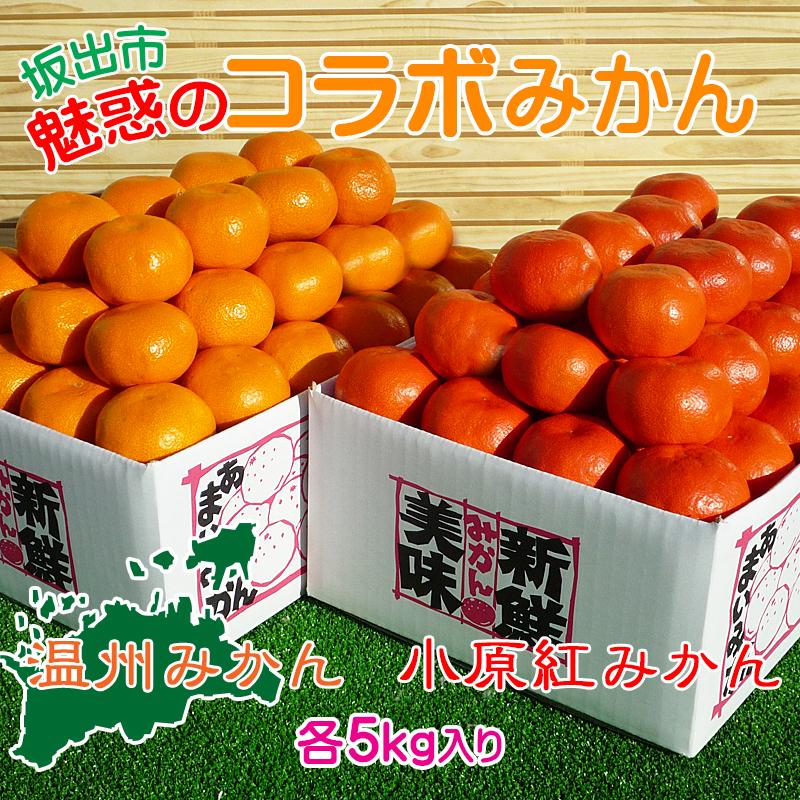 【ふるさと納税】≪先行受注≫小原紅早生 & 完熟温州 セット 約10kg ( 小原紅早生みかん約5kg & 完熟温州みかん約5kg ) S ～ Lサイズ ｜ みかん | 柑橘 ミカン フルーツ 果物 くだもの 食品 人気 おすすめ 送料無料 香川県 坂出市