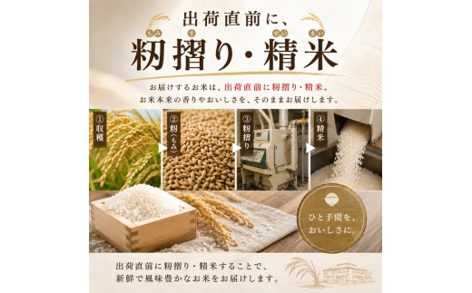 【先行予約】令和8年産 新潟県産 新之助 5kg 米 精米 白米 こめ コメ お米 おこめ 新潟 新潟県