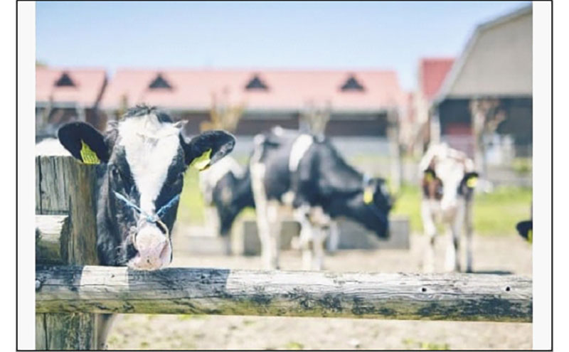 のむヨーグルト伊都物語　伊都の朝ヨーグルトセット
