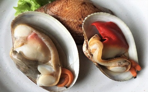 【ふるさと納税】☆冬季限定☆産直だから手に入る！ぶちうまヒメ貝！5kg【天然活】先行受付開始！2026年2月7日以降のお届け