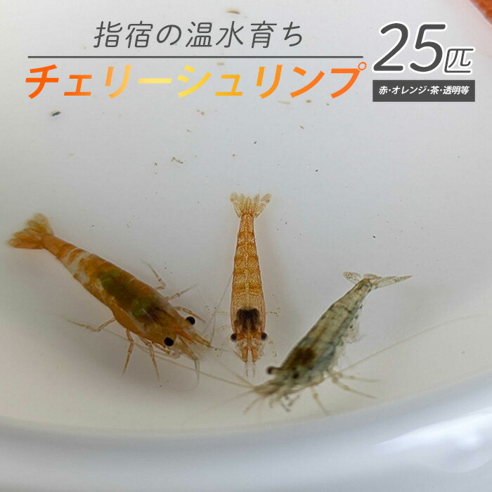 【ふるさと納税】【10営業日以内に発送】【温水育ち】チェリー シュリンプ ミックス (赤 オレンジ 茶 透明 等)25匹 ※北海道・沖縄・離島配送不可※ エビ 観賞用 生体 ミックス 飼育 ペット 生き物 魚 初心者 観賞魚 水槽 アクアリウム【otofarm】
