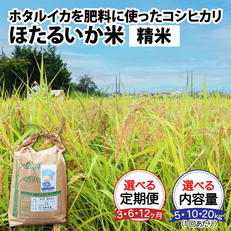 【ふるさと納税】【先行予約 新米 25年10月開始】米 定期便 コシヒカリ ほたるいか米（精米）選べる定期便（3ヶ月／6ヶ月／12ヶ月）選べる1回あたりの内容量（5kg／10kg／20kg） / 農家直送 お米 おこめ こしひかり ホタルイカ 富山県 滑川市 コンシェルジュ 頒布会 訳あり