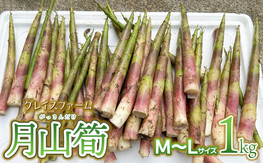 【令和9年産先行予約】 月山筍 M～Lサイズ 1kg 山形県鶴岡産 グレイスファーム │ 山菜 筍 たけのこ 細筍 野菜 旬 旬の野菜 産地直送 山形県 鶴岡市 お取り寄せ 返礼品
