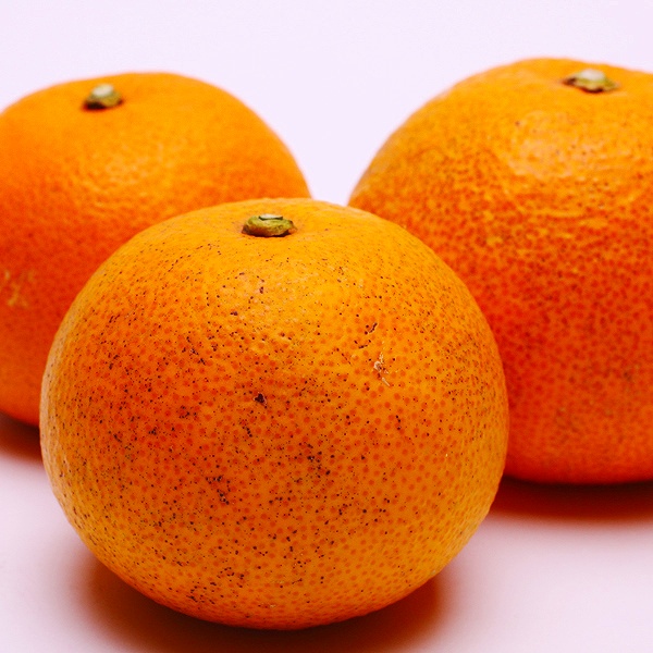 ［先行予約］厳選 はっさく10kg+250g（傷み補償分）［八朔みかん］［光センサー選別］［IKE27］