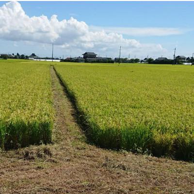 ふるさと納税 鹿嶋市 令和7年産新米 【栽培期間中農薬不使用】こしひかり 玄米10kg茨城県共通返礼品・行方市産 |  | 02