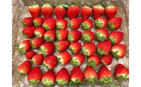 【紅ほっぺ】MIX（サイズいろいろ）2kg程度 No.260