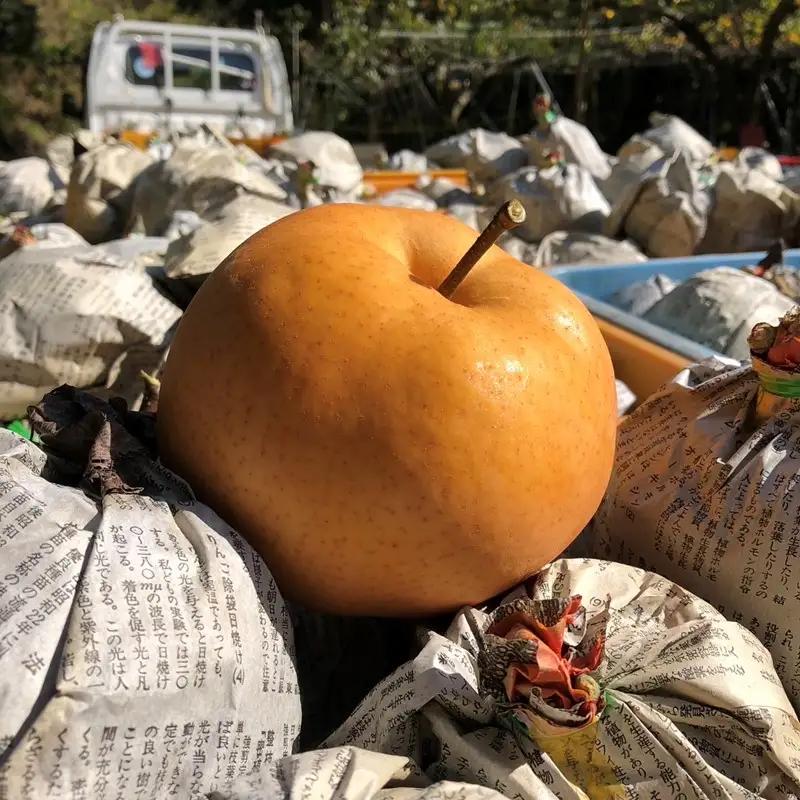 【先行予約／数量限定100】【訳あり】愛宕梨 優品 5kg（5～12玉入り）（2026年11月下旬～発送）国産 あたご梨 5〜12 個  梨 なし 期間限定 ふるさと 納税 訳あり 規格外 フルーツ 