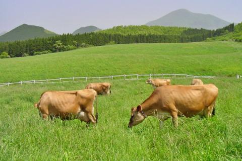 【児玉酒店】阿蘇 小国郷 小国町 阿蘇小国ジャージー牛乳 ジャージー牛 ジャージーヨーグルト ゴールデンミルク 焼酎 リキュール ロック ソーダ割り ハイボール 720ml 500ml 2本セット お