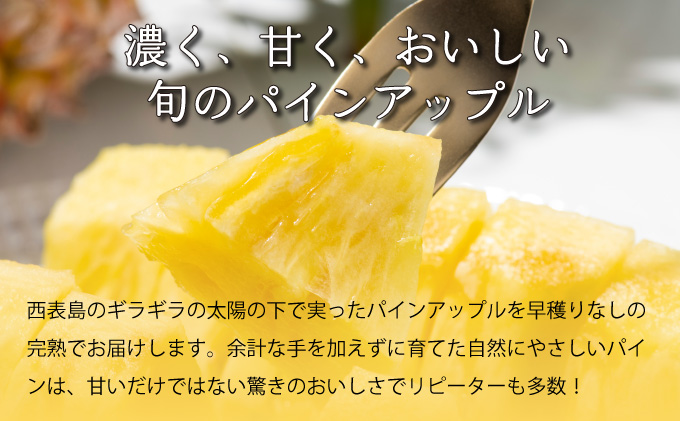 2025年 先行予約 完熟 パインアップル 約3kg 水鴨農園 パイン パイナップル 果物 フルーツ