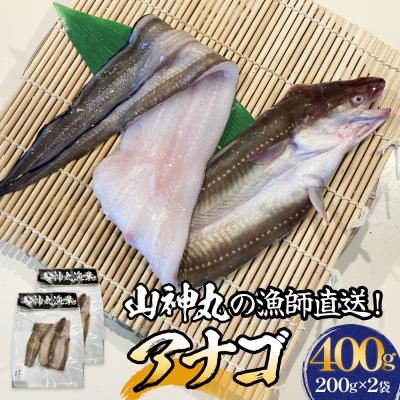ふるさと納税 石巻市 アナゴ 2パック 穴子 あなご 魚介 魚介類 海鮮 下処理済 直送 新鮮 冷凍 焼き物 煮付け フラ