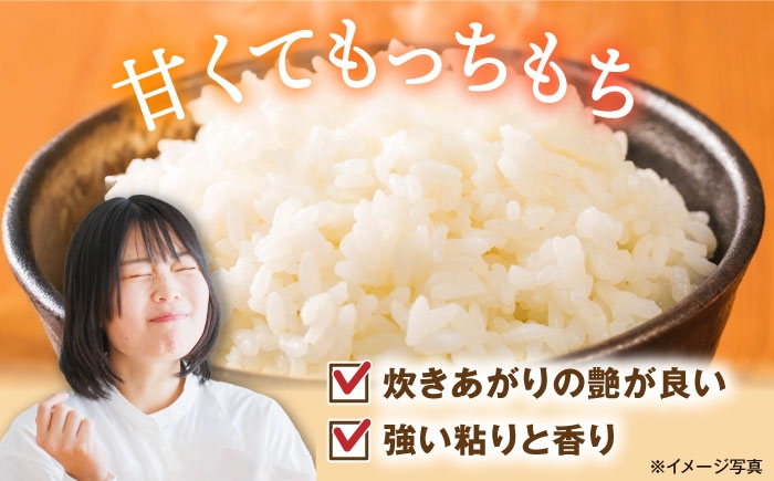  白米 コシヒカリ 米 お米 ご飯 白米 こしひかり 近江米 滋賀県産 長浜市産 こめ 白米 精米 お米  食品 ふるさと納税