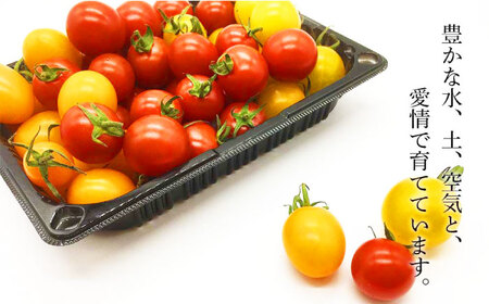 【7月中旬以降順次発送】こだわり農家の喜茂別産ミニトマト・ミックス 約1.5kg 《喜茂別町》【富田農園/スプレス】 トマト とまと ミニトマト 野菜 季節の野菜 夏野菜 先行予約 産地直送 北海道 