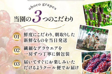 【期間限定発送】 ぶどう デラウェア 16～24房 約 3kg 朝採れ [oboco grapes 山形県 高畠町 tk06ayt250008] 個包装 種無し ブドウ 葡萄 くだもの 果物 フルーツ