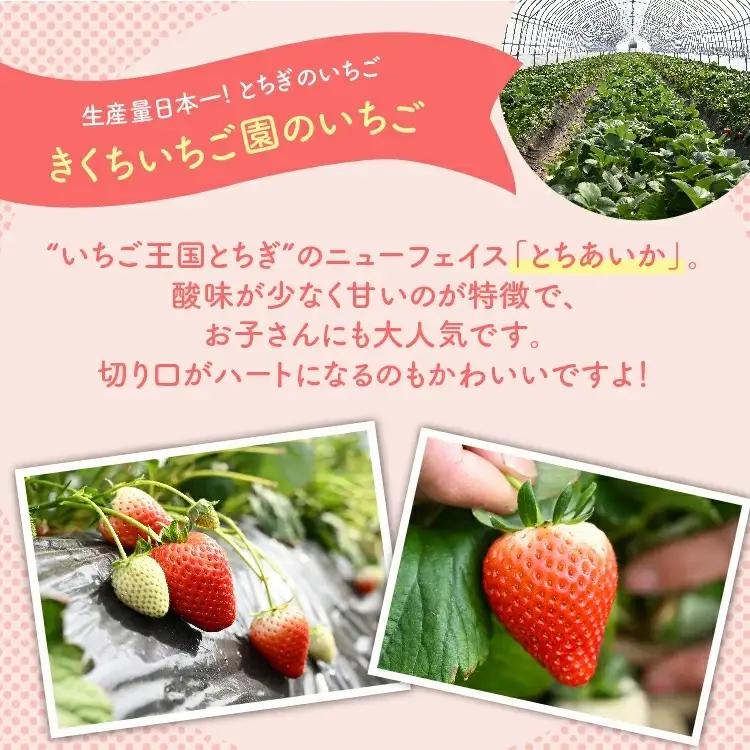 いちご とちあいか（290g×2パック） ※2027年1月～発送