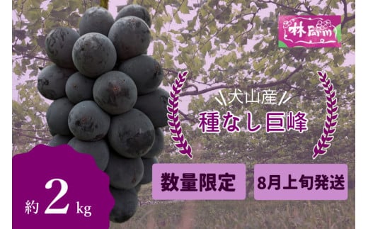 19-14_【期間限定・数量限定】犬山産 完熟 種なし巨峰  約2キロ （2025年先行予約） | ぶどう 甘い 2キロ 限定 夏 林ファーム 房 ブドウ 巨峰 犬山 種なし 犬山産 