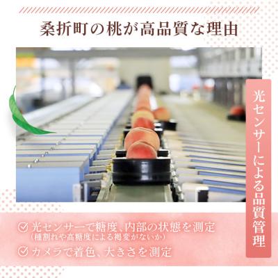ふるさと納税 桑折町 もも【だてか白桃・2026年産先行受付】特秀3kg(8〜11玉)桑折町振興公社　桃 |  | 02