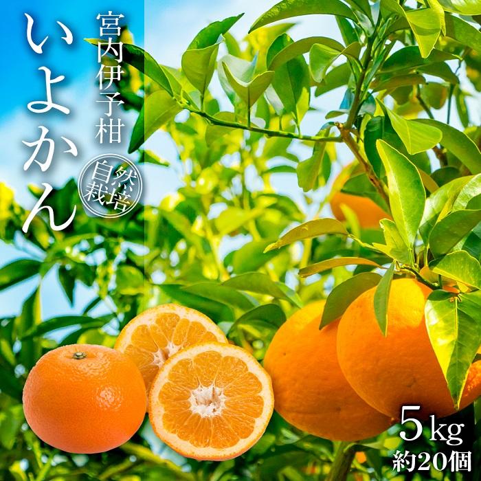 【ふるさと納税】 【 先行予約 2026年1月中旬ごろ発送】 家庭用 みかん 宮内伊予柑 いよかん 5kg(約20個) 自然栽培 | 伊予柑 ミカン 柑橘 みかん 期間限定 フルーツ 果物 果実 愛媛県産 愛媛 松山 農薬不使用