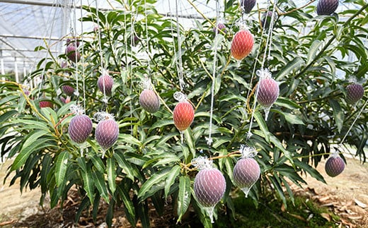 【ANA限定】西都市産完熟マンゴー3Ｌ×2玉（約900ｇ）スターフルーツカンパニー【先行予約】＜1.8-26＞2026年発送分 果物 くだもの フルーツ 宮崎県西都市