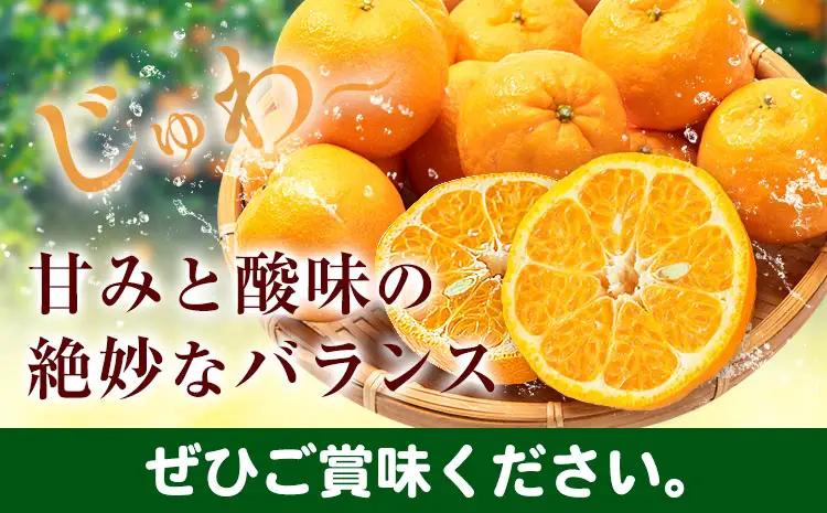 ポンカン 和歌山県産 ポンカン 約5kg