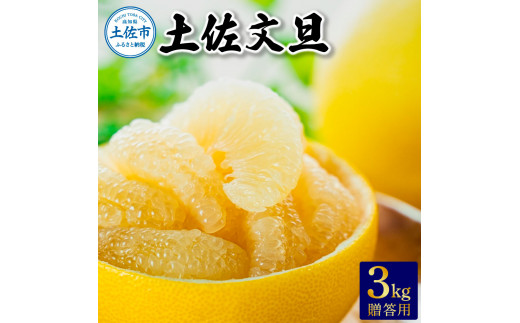 温室土佐文旦 贈答用3kg 先行予約 2025年12月中旬より順次発送 ぶんたん ブンタン 柑橘 フルーツ 果物 贈答 ギフト 土佐 高知 やの一果彩 