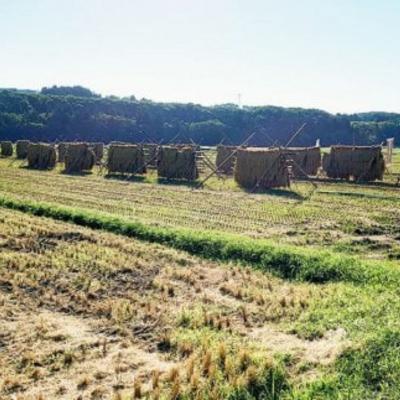 ふるさと納税 三条市 新米 新潟県産コシヒカリ 6kg (1kg×6) 特別栽培米 令和7年産米【020P096】 |  | 03