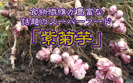 【定期便】紫菊芋（生）1kg×5回　11月よりお届け