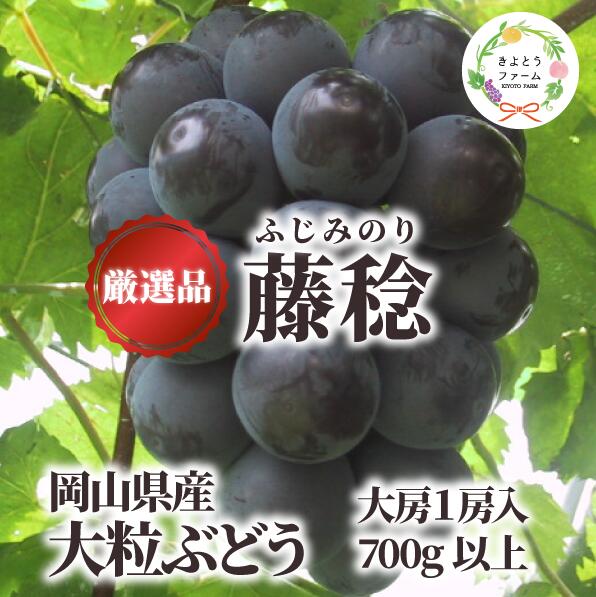 【ふるさと納税】【きよとうファーム】大粒葡萄の藤稔 大サイズ1房 厳選品/1房700g以上 (岡山県産)【2025年8月以降順次発送予定（お届け日指定不可）】【配送不可地域：離島】/ ぶどう ブドウ 産地直送 甘い 真庭【KF-B086-02】