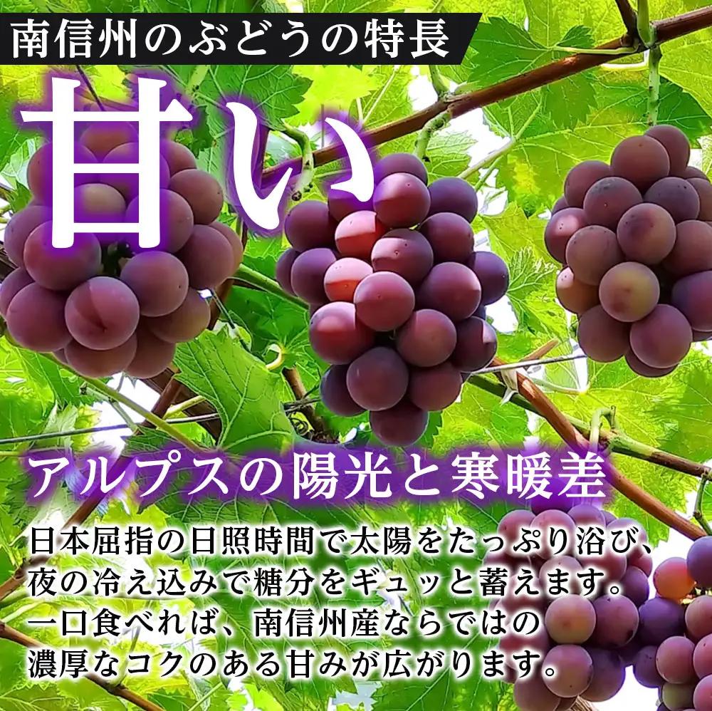 【皮ごとOK!】長野県産・種なしナガノパープル(約1kg)秀品＜2026年8月下旬から順次発送予定＞