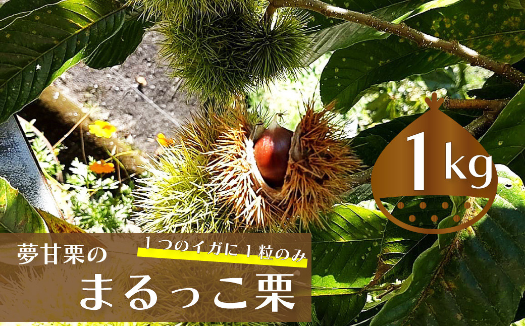 
【ふるさと納税限定】夢甘栗 まるっこ栗 秀品 高級生栗 約1kg ＜2024年10月中旬以降発送予定＞
