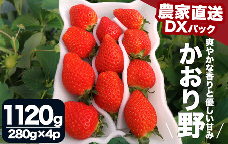 【先行予約＿2026年出荷分】 完熟いちご280g かおり野 4パック（DXパック） 　【 いちご いちご いちご いちご いちご】