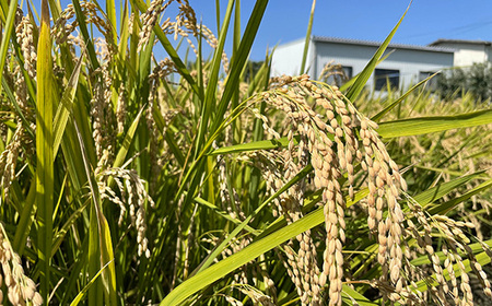 No.481 特別栽培　彩のかがやき　玄米10kg