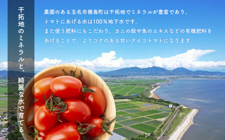 【 定期便 】 にこりトマト1kg×3ヶ月 ｜ 野菜 やさい ミニトマト トマト とまと アイコ 定期便 1kg 3回 熊本県 玉名市			