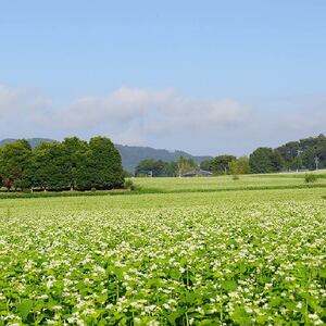 【茨城県共通返礼品／桜川市】【常陸秋そば】八割乾麺セット10パック入(20人分)｜そば 乾麺 常陸秋そば 茨城県共通返礼品 桜川市 年越しそば 茨城県 行方市(DX-27)