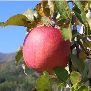 【南信州あじさい農園】葉とらずりんご(サンふじ)約3kg【1594213】