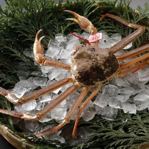 【先行予約】鳥取県産 タグ付き 活松葉がに 1kg以上×1杯(中村商店)25年12月・26年1月発送【配送不可地域：離島・北海道・沖縄県・東北・信越、北陸】【1692715】