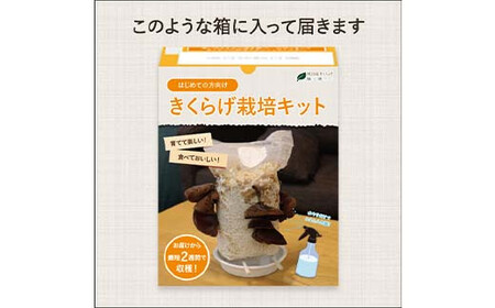 Y201 おうちでかんたん！純国産きくらげ栽培キット